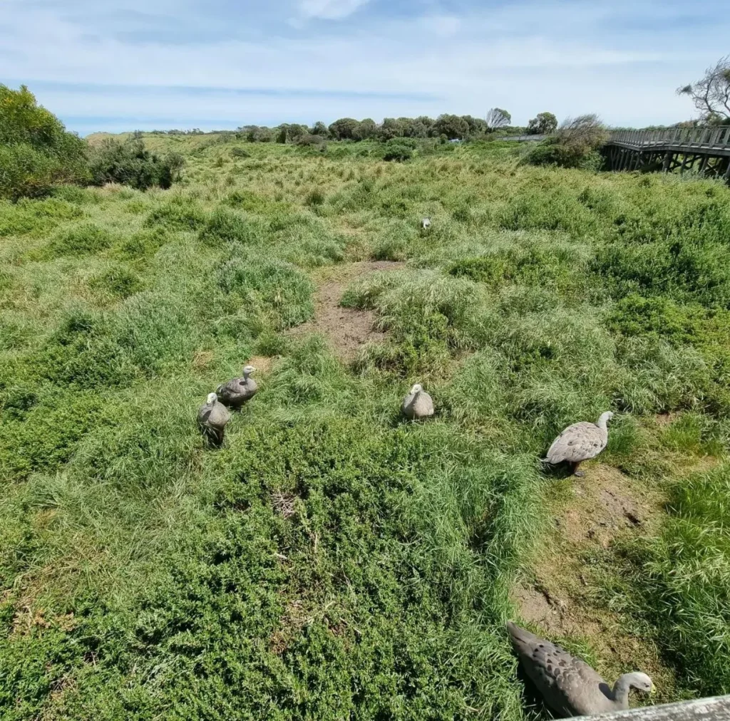 Cape Barren Geese