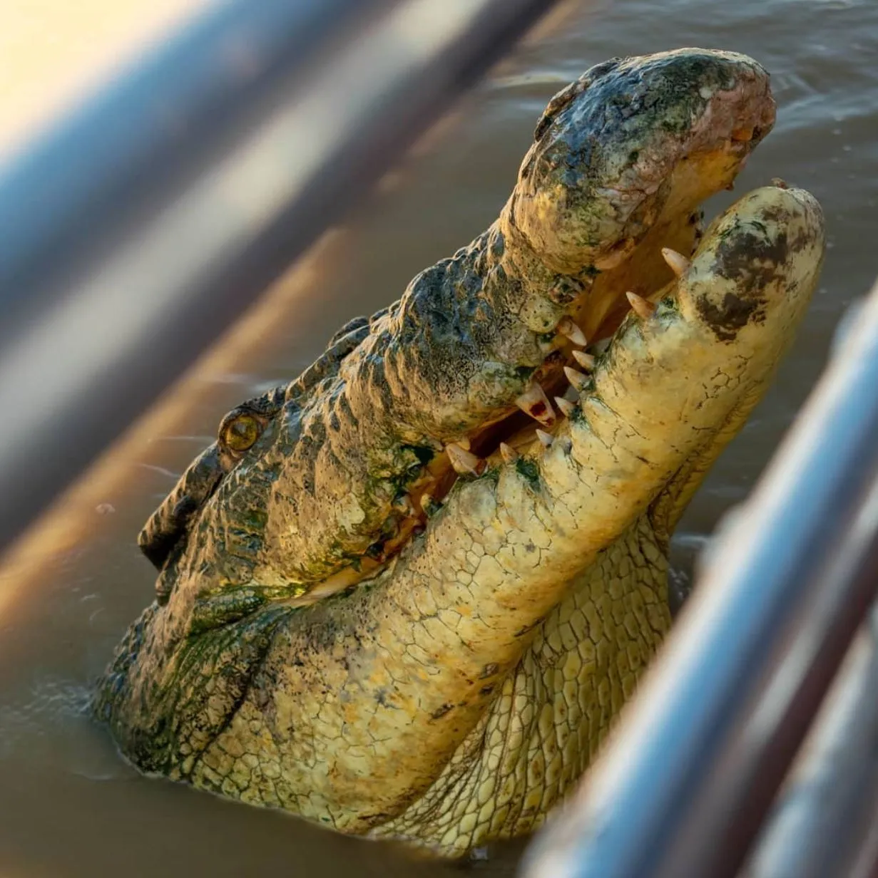 Harry Crowder | Do Jumping Crocodile Cruises Change Crocodile Behaviour? Conservation Work That Benefits from Tourism
