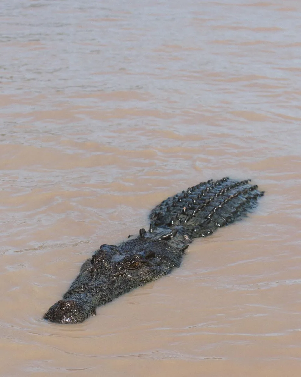Harry Crowder | Do Jumping Crocodile Cruises Change Crocodile Behaviour? Crocodile Behaviour Through Biology