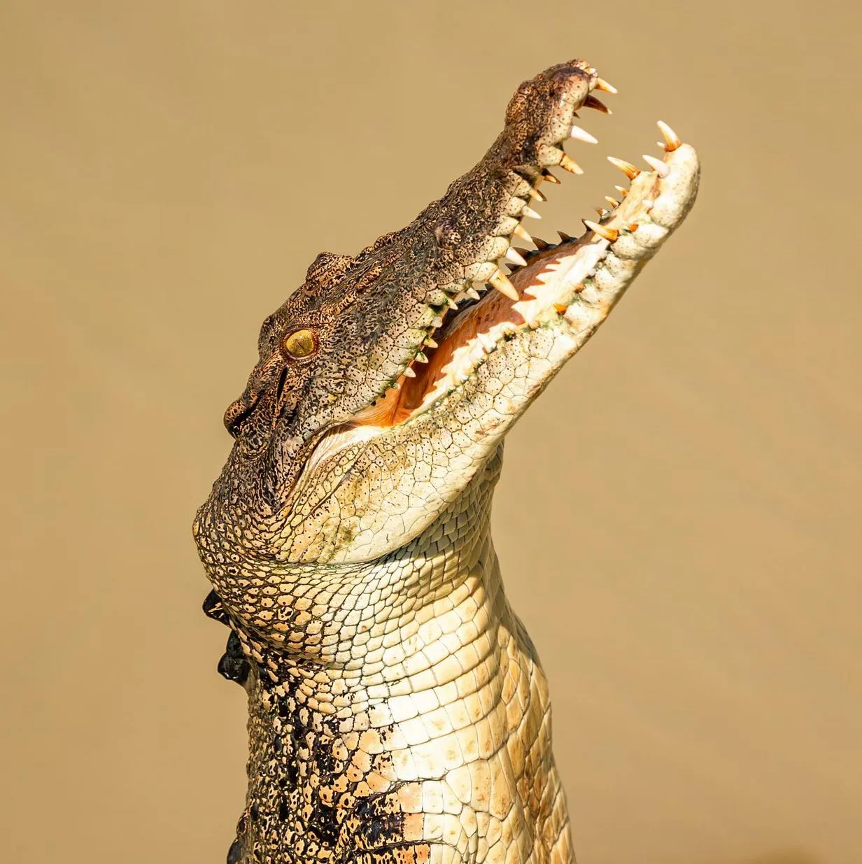 Do Jumping Crocodile Cruises Change Crocodile Behaviour