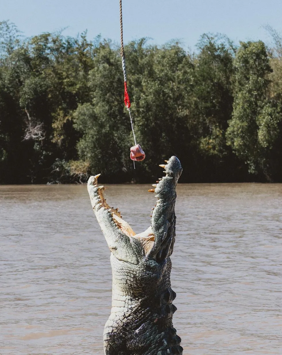 Harry Crowder | Do Jumping Crocodile Cruises Change Crocodile Behaviour? Jumping Crocodile Cruise from Darwin