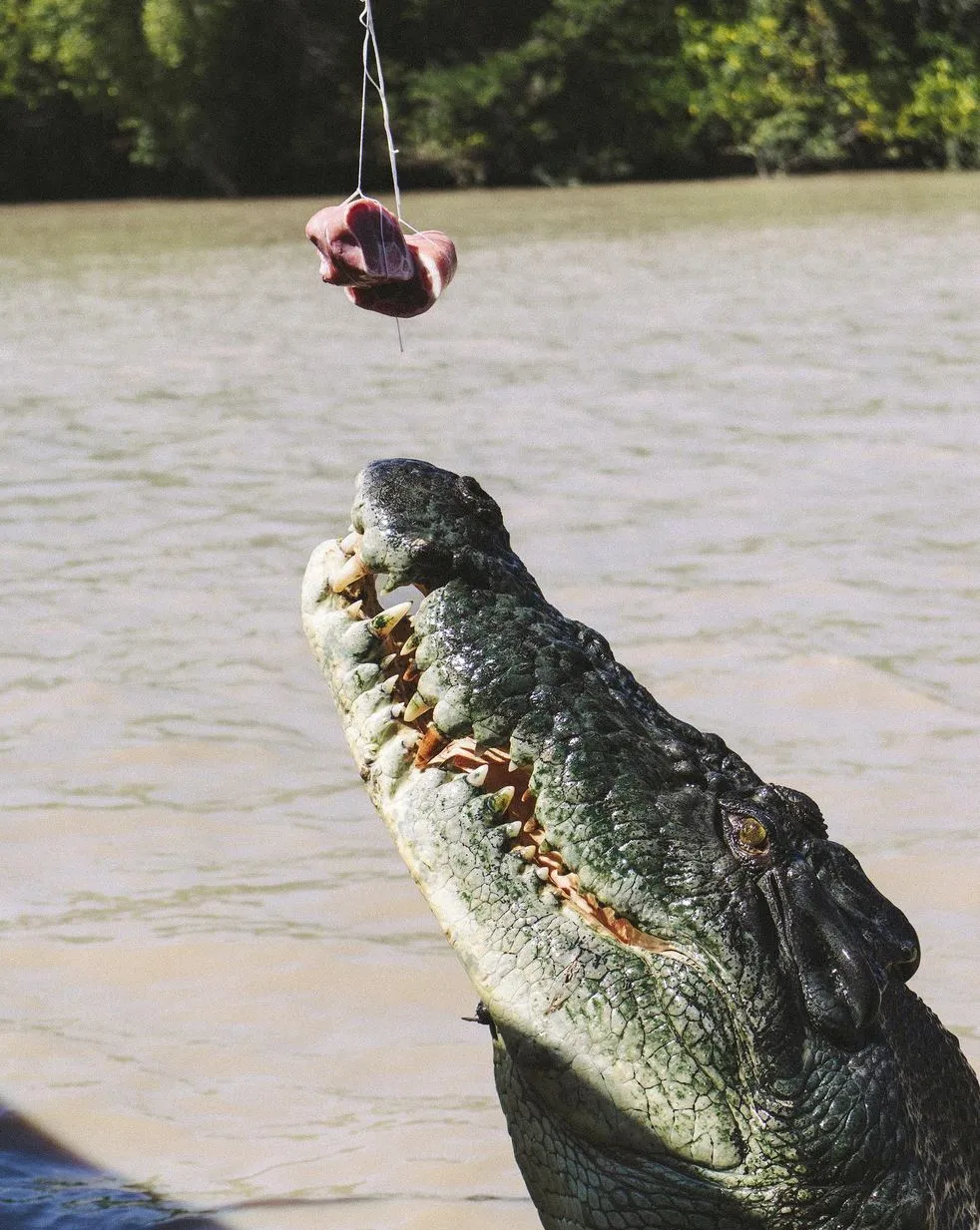 Harry Crowder | Do Jumping Crocodile Cruises Change Crocodile Behaviour? Jumping Crocodile Cruise