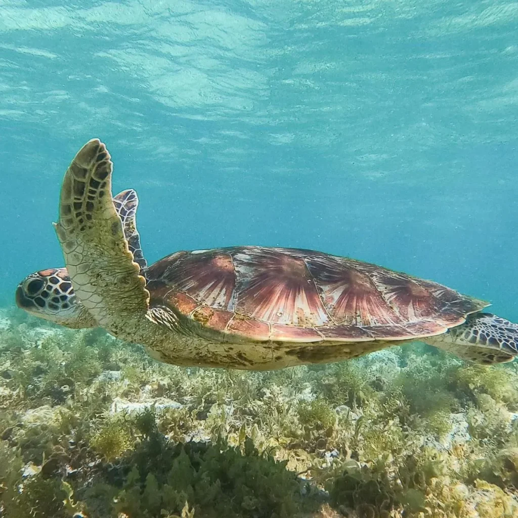 Ningaloo Reef