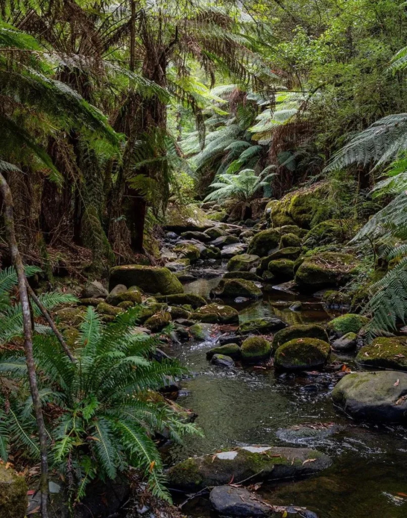 Otway National Park