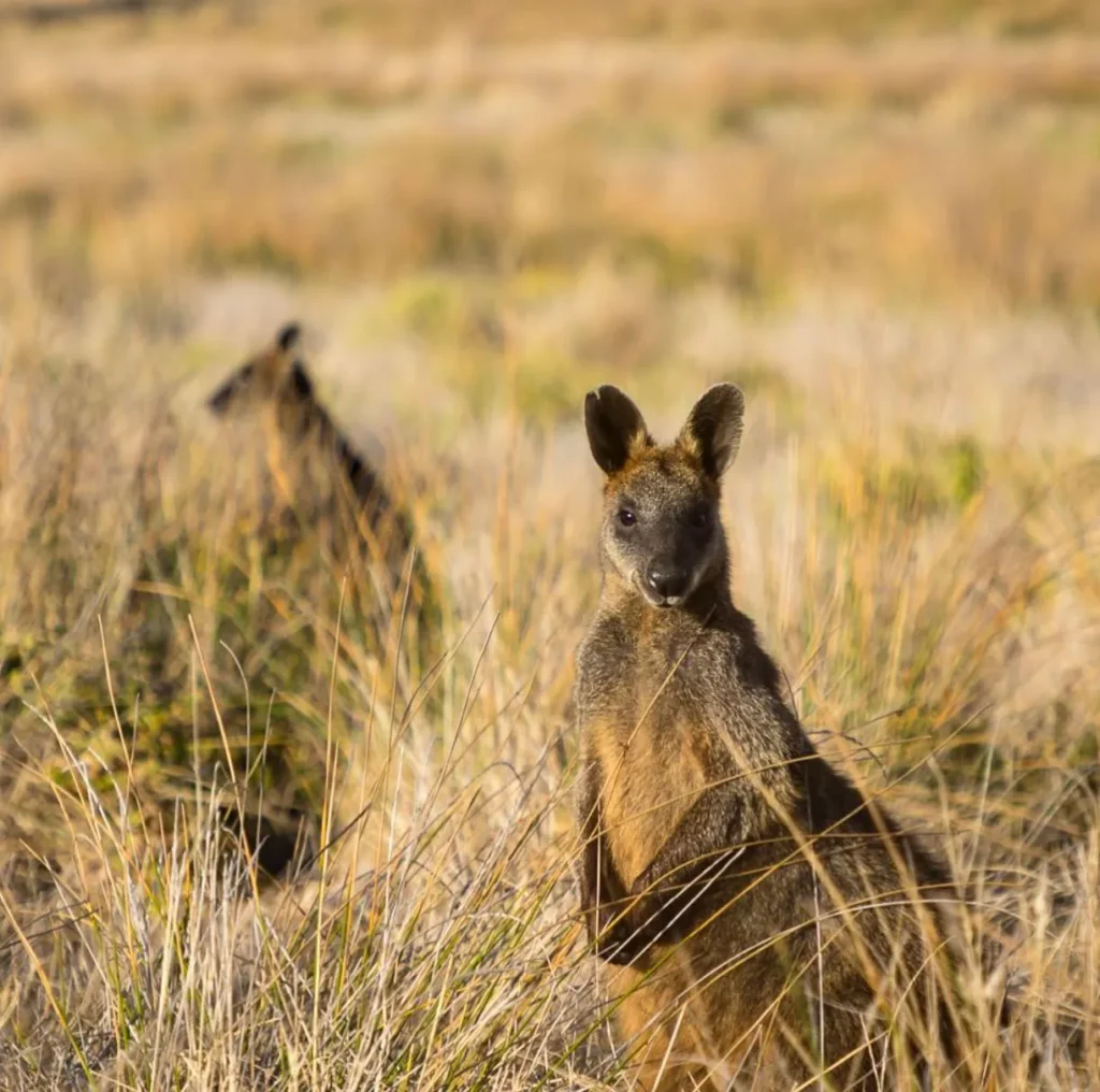 Phillip Island Nature Park