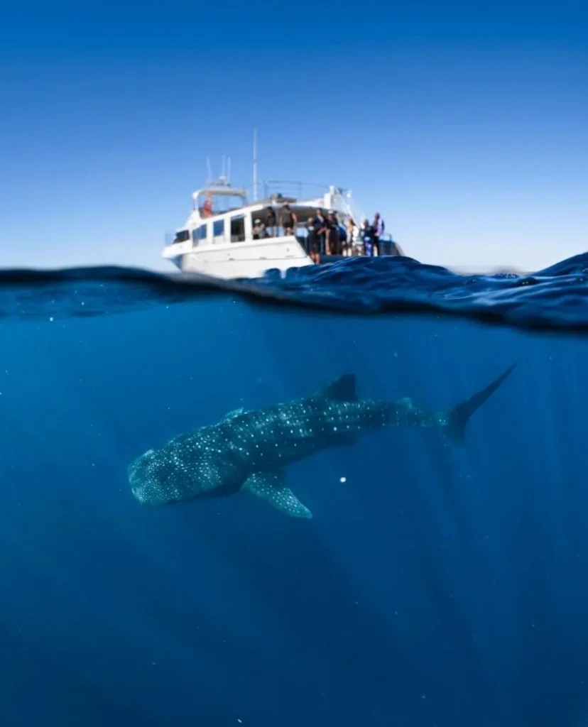 Swimming with Whale Sharks