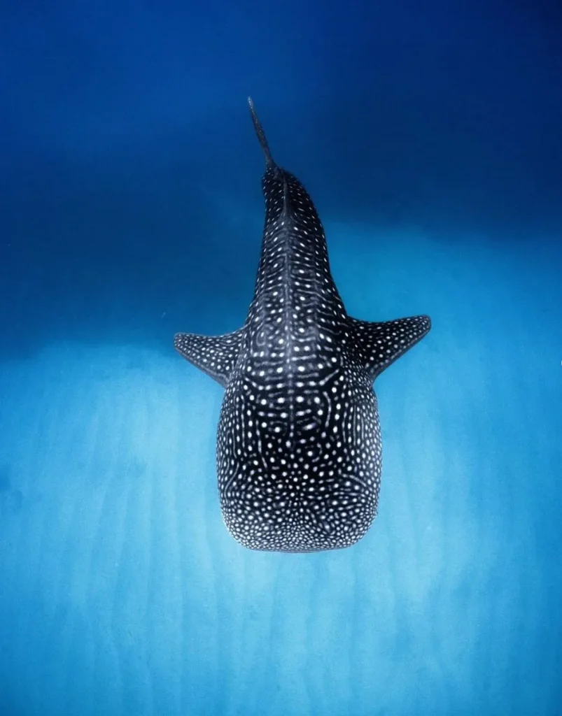 Whale Shark Festival