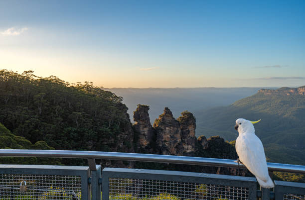 Harry Crowder | Ultimate Guide to the Blue Mountains: Adventure, Culture & Relaxation